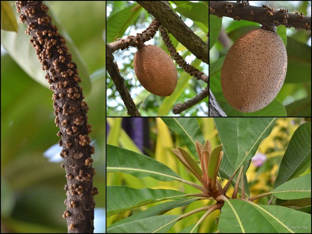 Pouteria sapota • © Cerlin Ng • All Rights Reserved