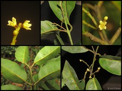Sarcosperma paniculatum (King) Stapf & King