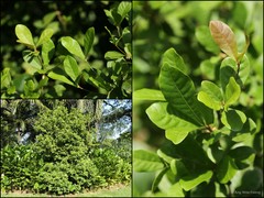 Synsepalum dulcificum