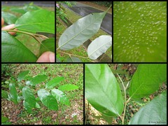 Styrax benzoin
