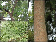 Symplocos fasciculata