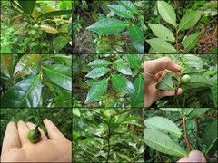 Camellia sinensis