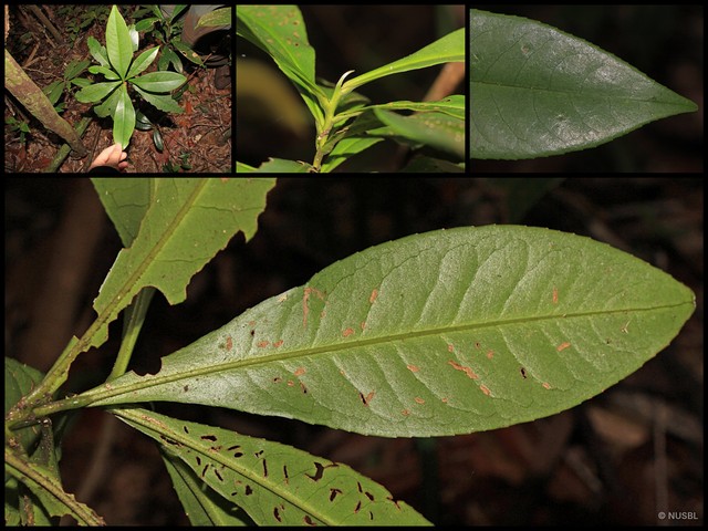 Polyspora multinervis • © NUSBL • All Rights Reserved