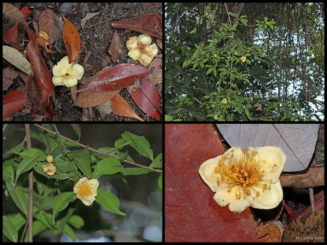 Polyspora penangensis • © Louise Neo • All Rights Reserved