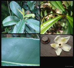 Polyspora singaporeana