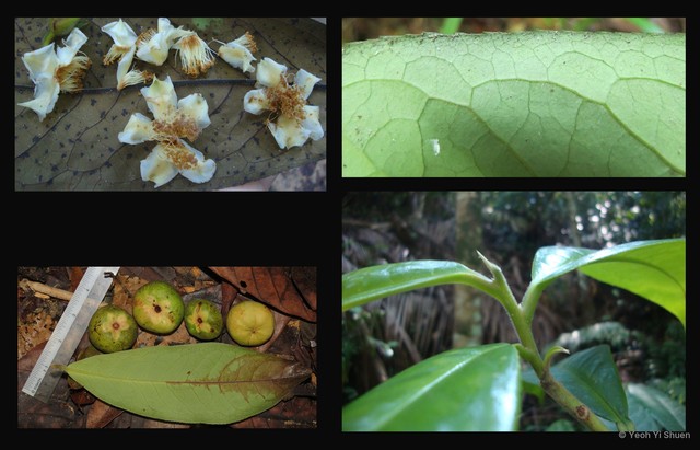 Pyrenaria acuminata • © Yeoh Yi Shuen • All Rights Reserved
