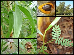 Acacia (Juliflorae) auriculiformis