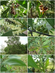 Acacia (Juliflorae) mangium