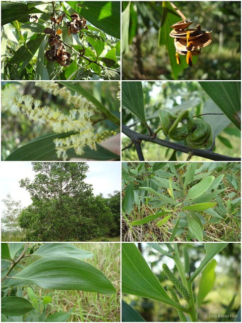 Acacia (Juliflorae) mangium • © Ong Kwan Han • All Rights Reserved