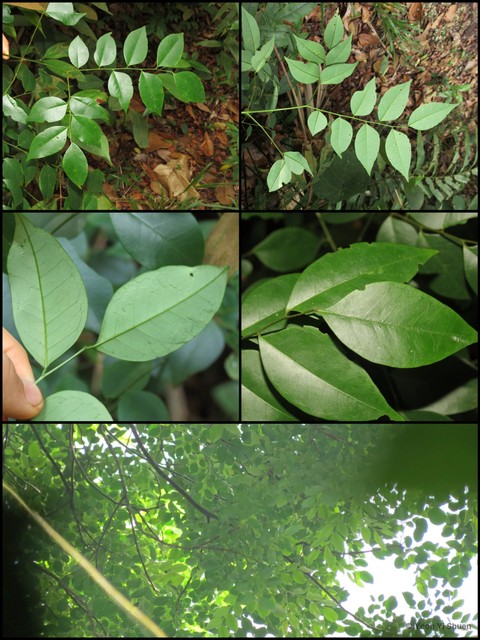 Adenanthera malayana • © Yeoh Yi Shuen • All Rights Reserved