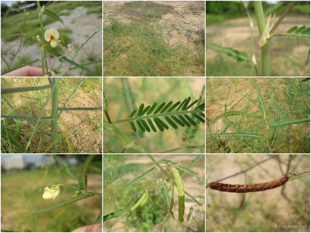 Aeschynomene indica • © Ong Kwan Han • All Rights Reserved