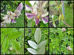 Afgekia sericea