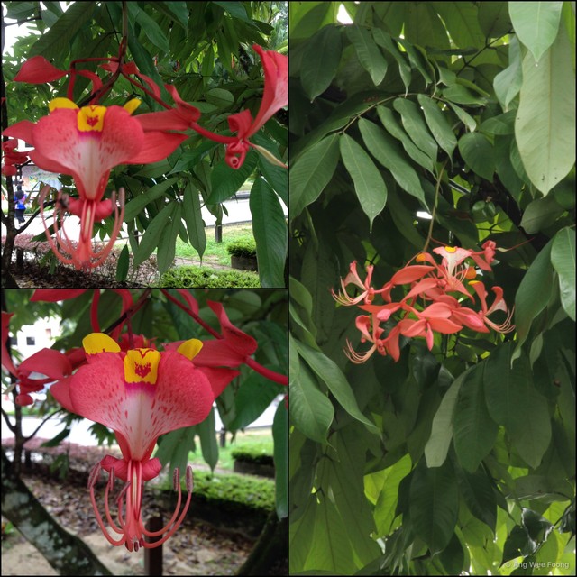 Amherstia nobilis • © Ang Wee Foong • All Rights Reserved