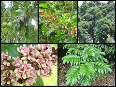Andira inermis