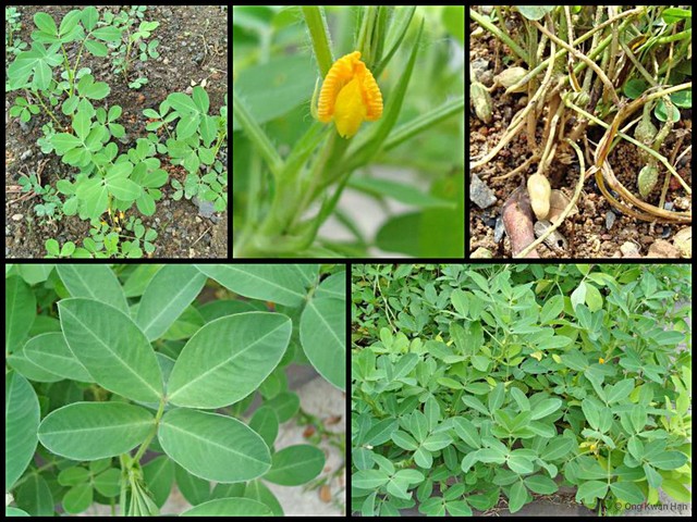 Arachis hypogaea • © Ong Kwan Han • All Rights Reserved