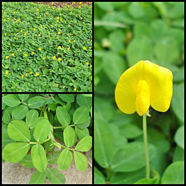 Arachis pintoi • © Ong Kwan Han • All Rights Reserved