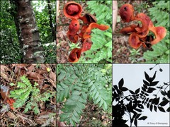 Archidendron clypearia