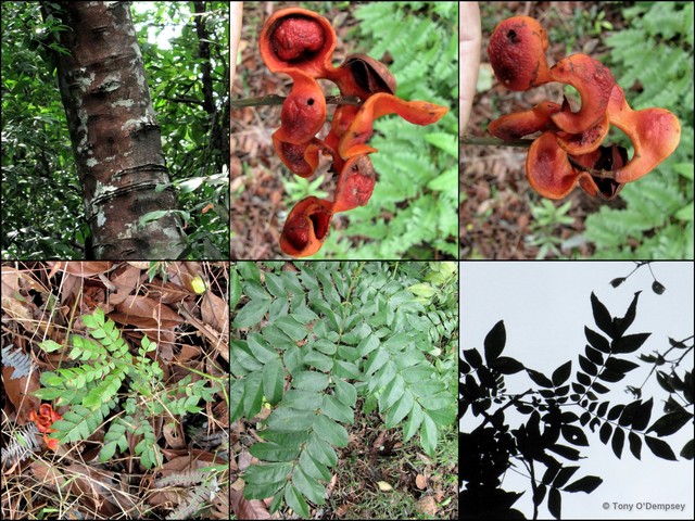 Archidendron clypearia • © Tony O'Dempsey • All Rights Reserved