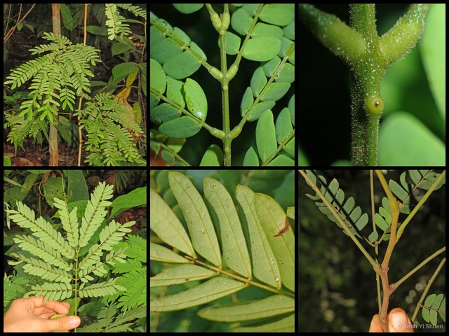 Archidendron contortum • © Yeoh Yi Shuen • All Rights Reserved