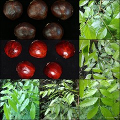 Archidendron jiringa