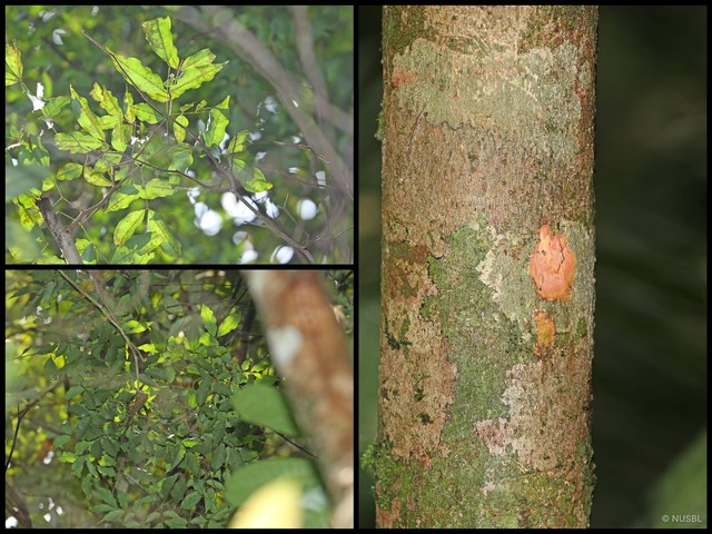 Archidendron microcarpum • © NUSBL • All Rights Reserved