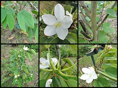 Bauhinia acuminata