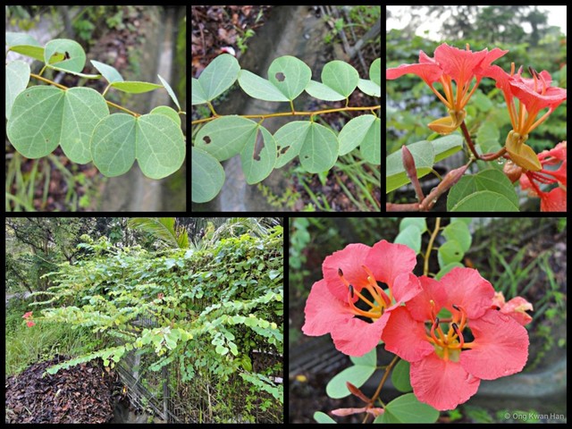 Bauhinia galpinii • © Ong Kwan Han • All Rights Reserved