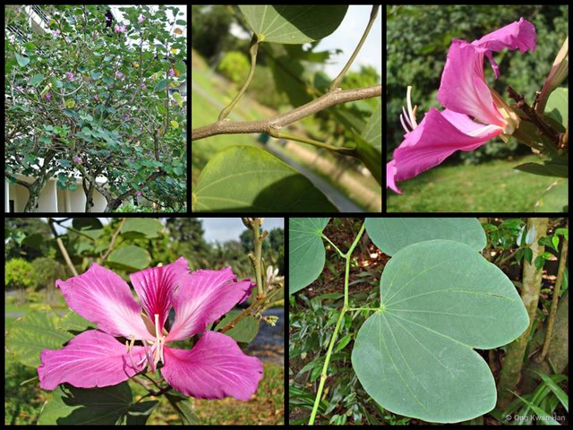 Bauhinia purpurea • © Ong Kwan Han • All Rights Reserved