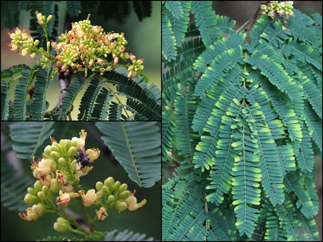 Caesalpinia coriaria • © Cerlin Ng • All Rights Reserved