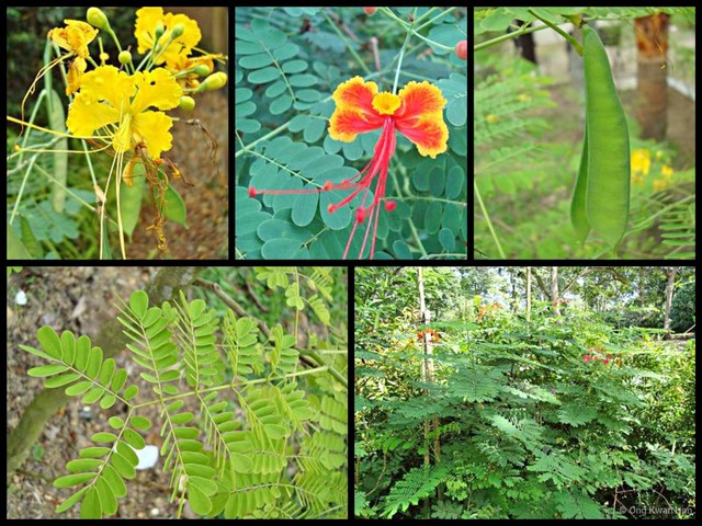 Caesalpinia pulcherrima • © Ong Kwan Han • All Rights Reserved