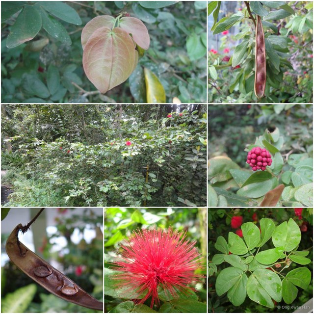 Calliandra tergemina var. emarginata • © Ong Kwan Han • All Rights Reserved
