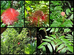 Calliandra haematocephala