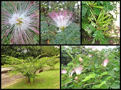 Calliandra surinamensis