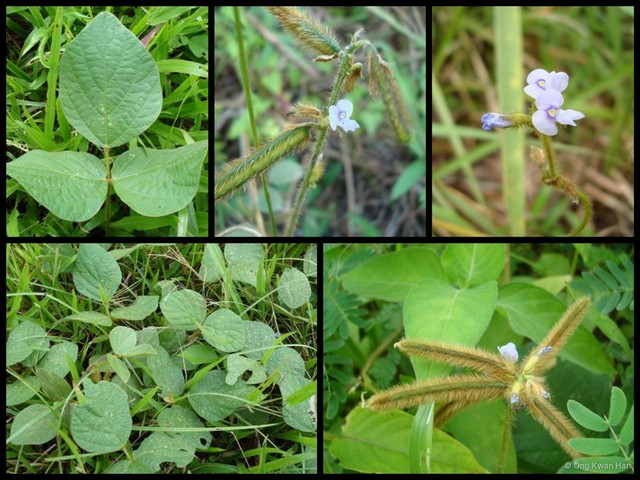 Calopogonium mucunoides • © Ong Kwan Han • All Rights Reserved