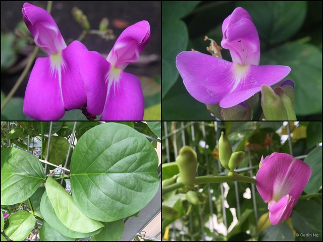 Canavalia rosea • © Cerlin Ng • All Rights Reserved