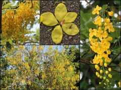 Cassia fistula