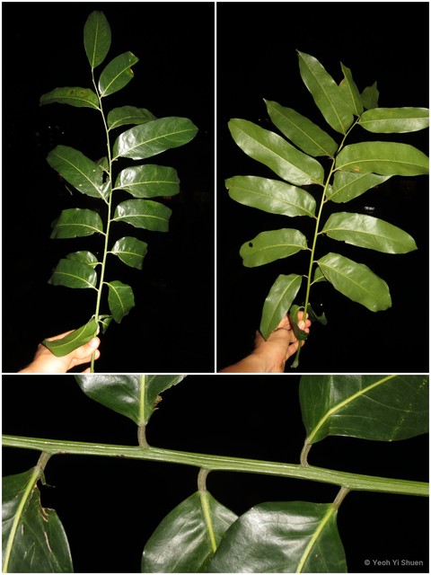 Castanospermum australe • © Yeoh Yi Shuen • All Rights Reserved
