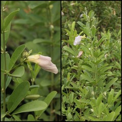 Clitoria laurifolia