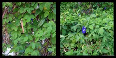 Clitoria ternatea