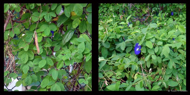 Clitoria ternatea • © Yeoh Yi Shuen • All Rights Reserved