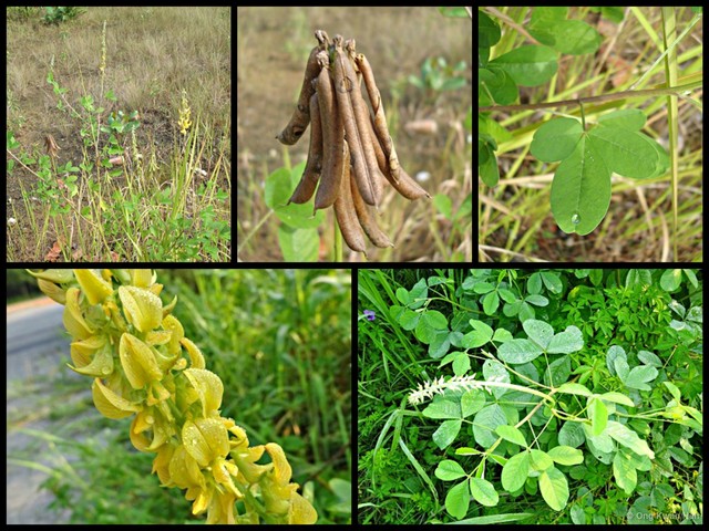 Crotalaria pallida • © Ong Kwan Han • All Rights Reserved