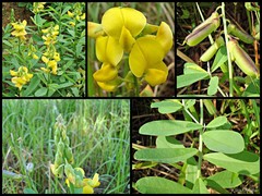 Crotalaria retusa