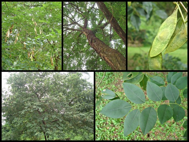 Dalbergia cochinchinensis • © Ong Kwan Han • All Rights Reserved