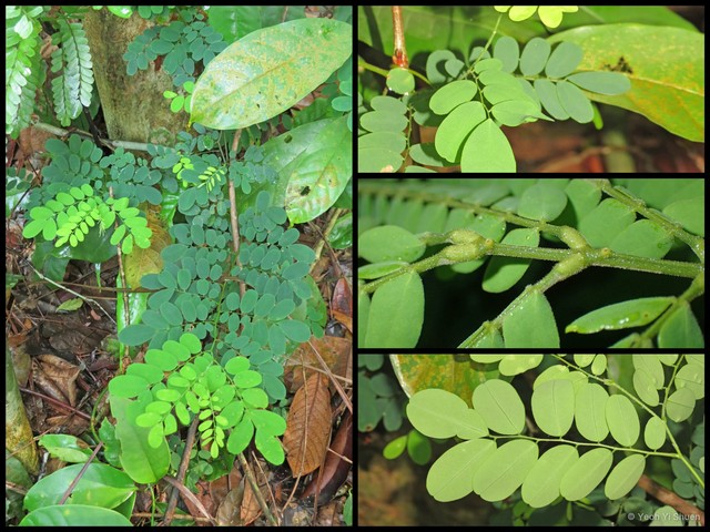 Dalbergia junghuhnii • © Yeoh Yi Shuen • All Rights Reserved