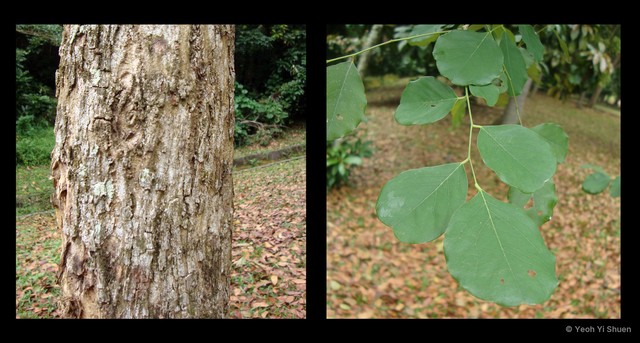 Dalbergia latifolia • © Yeoh Yi Shuen • All Rights Reserved