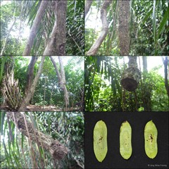 Dalbergia rostrata