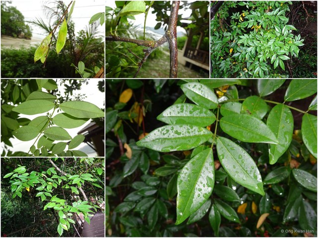 Deguelia scandens • © Ong Kwan Han • All Rights Reserved