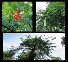 Delonix regia