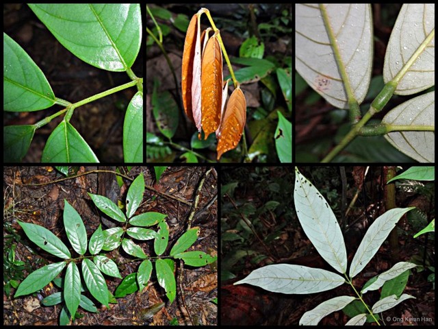 Derris elliptica • © Ong Kwan Han • All Rights Reserved