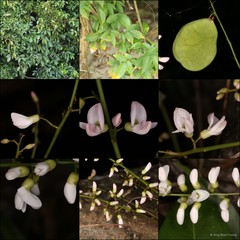 Derris trifoliata